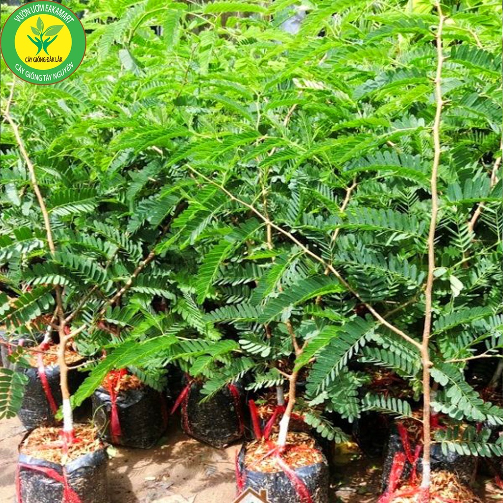 Giống Me Thái Giống Cho Trái Siêu Sớm