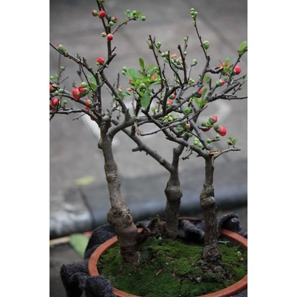 Mai Đỏ bonsai TỨ QUÝ CHẬU HOA QUANH NĂM SIÊU ĐẸP