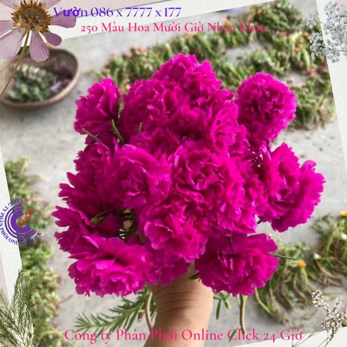 1 Ký Cành Giống Hoa Mười Giờ BÔNG TO KHỔNG LỒ Lớn Nhất Trong Tất Cả Hoa Mười Giờ