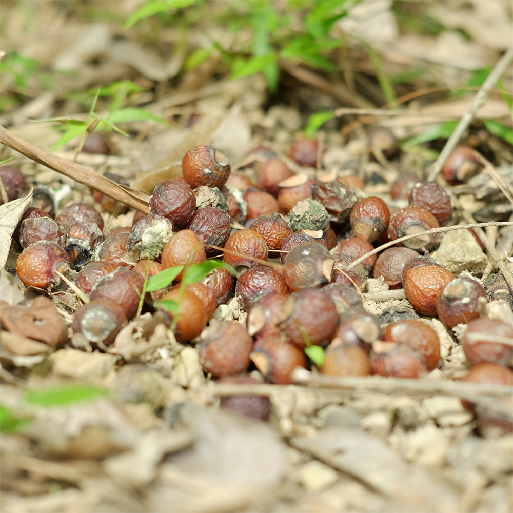 ECO'NUT - Bồ hòn nguyên quả tách hạt 1kg