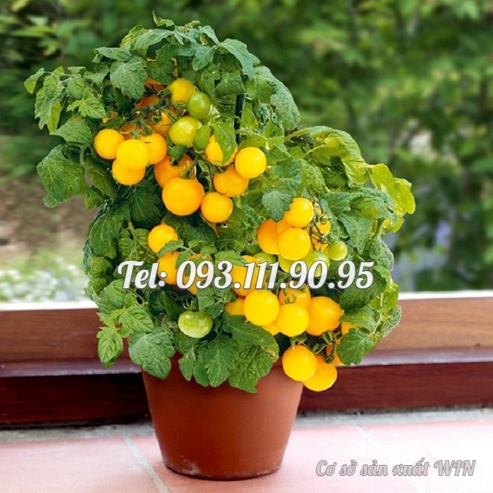 Hạt giống cây cà chua mini siêu trái - Hạt giống cây cà chua cảnh cho trái quanh năm - Trồng được trong nhà và ngoài trời - Bịch 10 hạt - Mã số 1250