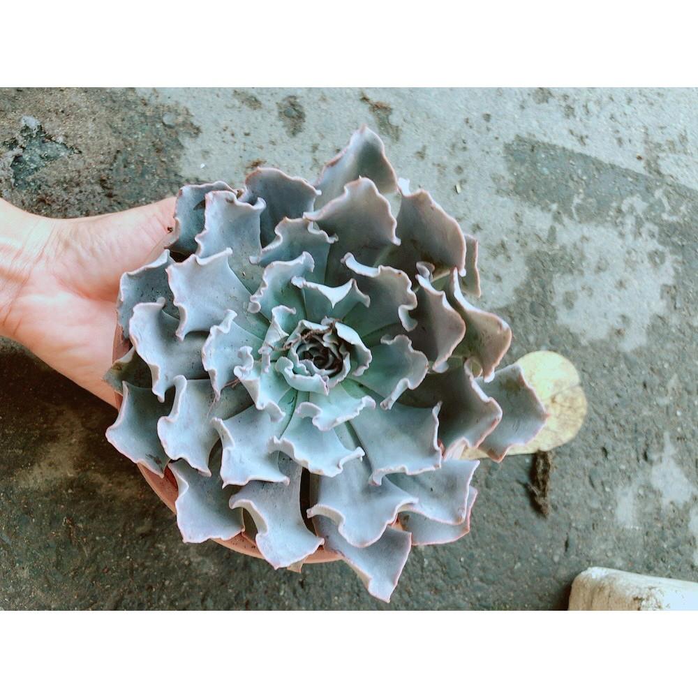 Chậu Sen Đá Bắp Cải Tím