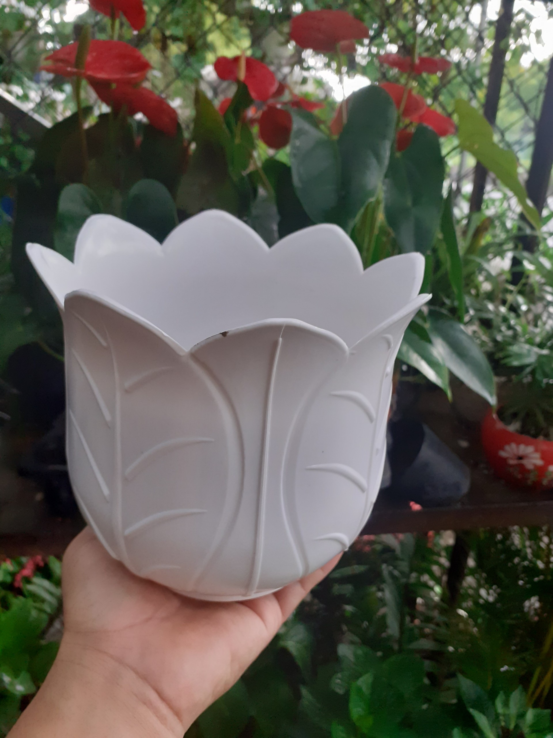 Chậu nhựa trồng cây hình bắp cải dễ thương.