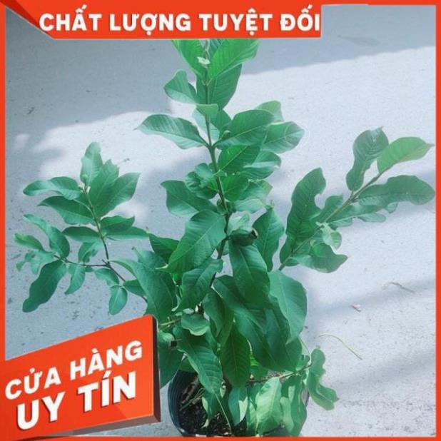 Cây Ổi Kiểng