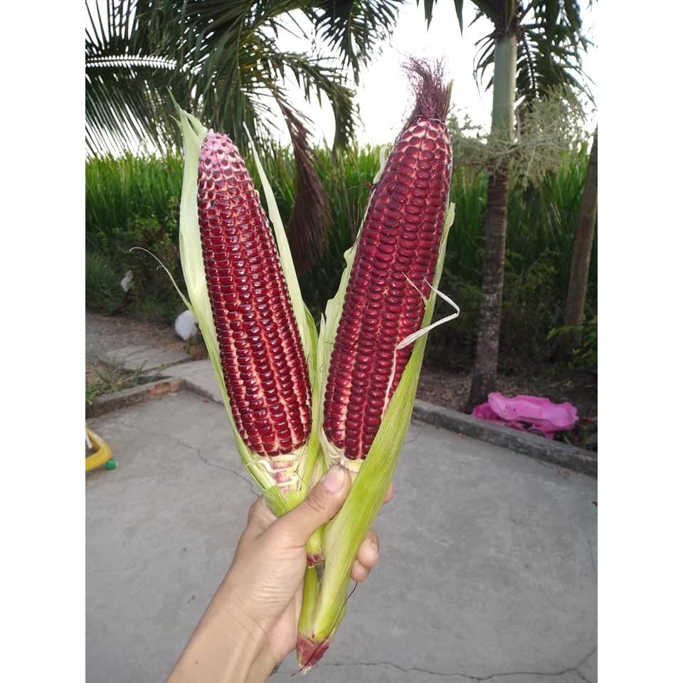 Bộ 3 gói Hạt giống ngô Nữ Hoàng đỏ - Tặng gói phân bón