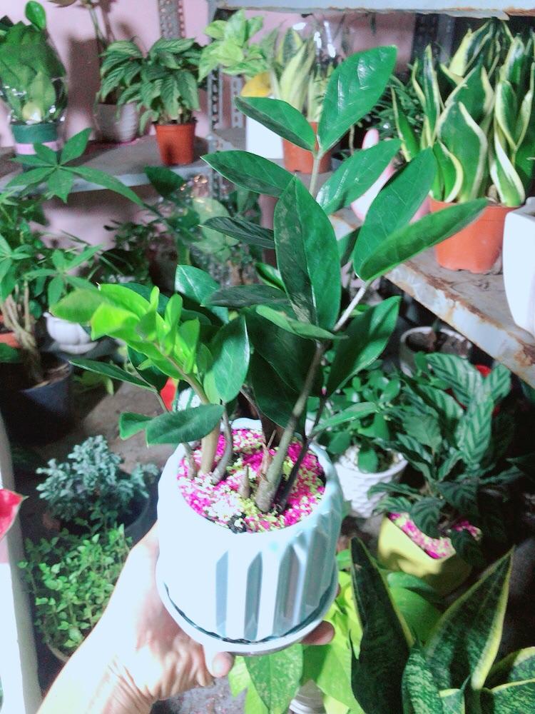 Chậu Cây Kim Tiền Thái