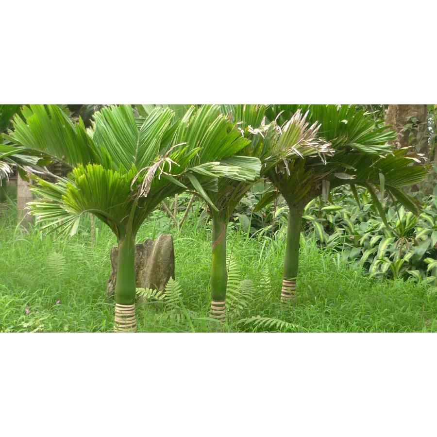CÂY GIỐNG CAU LÙN