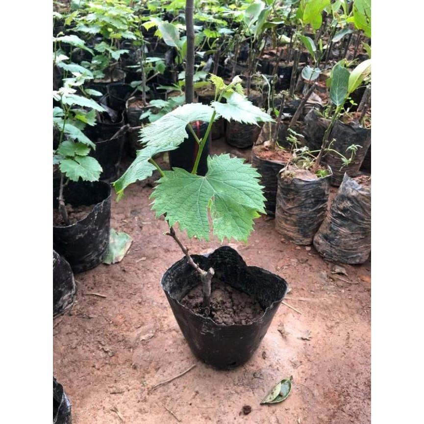 Combo 2 cây nho ngón tay