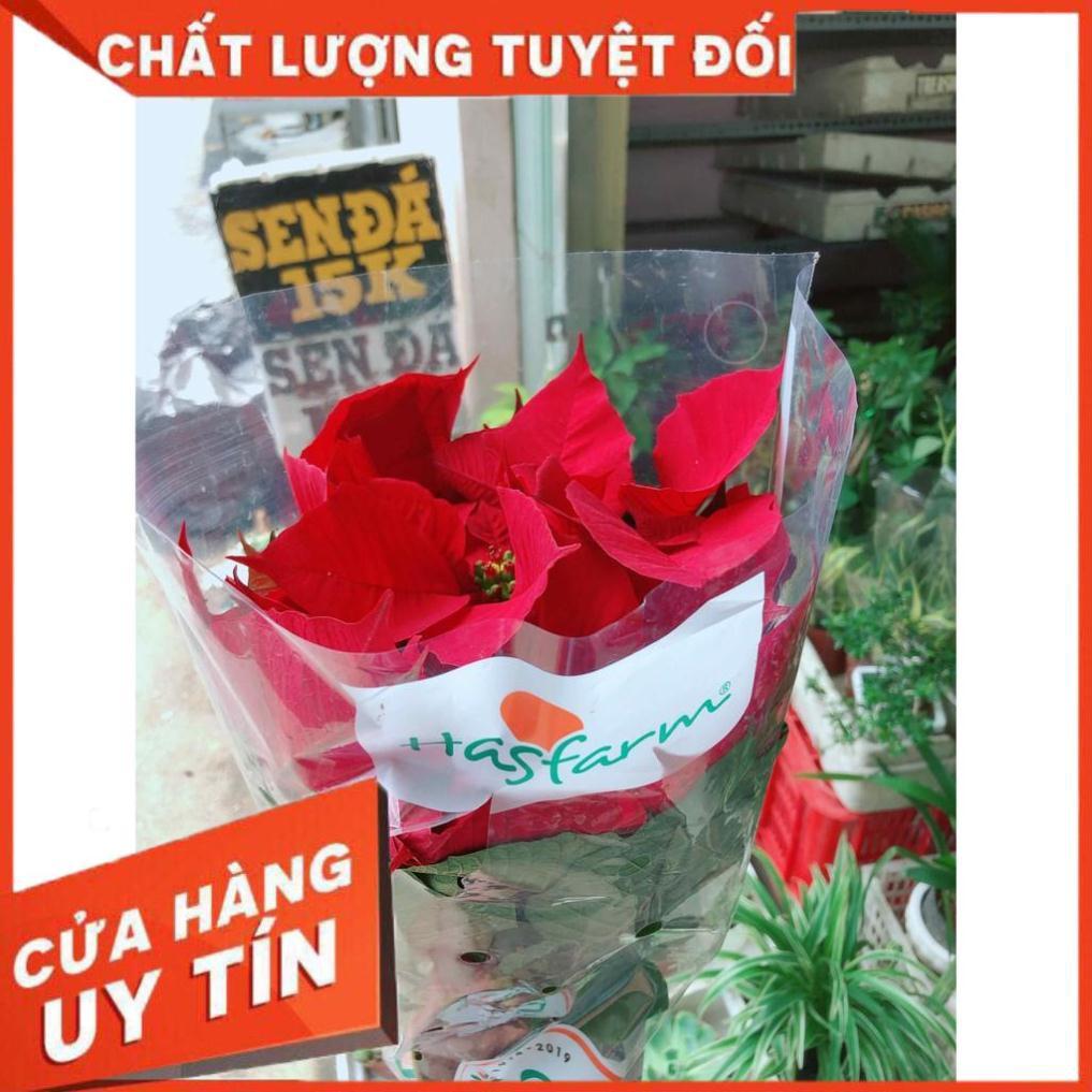 Trạng nguyên kèm chậu sứ trắng Nhiều Người Mua