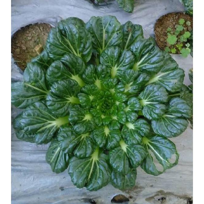 Hạt giống rau cải hoa hồng xanh KNS3396 - 1 gói 0.5gram