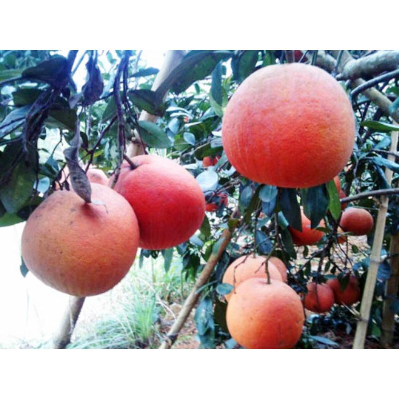 Cây giống BƯỞI ĐỎ TÂN LẠC