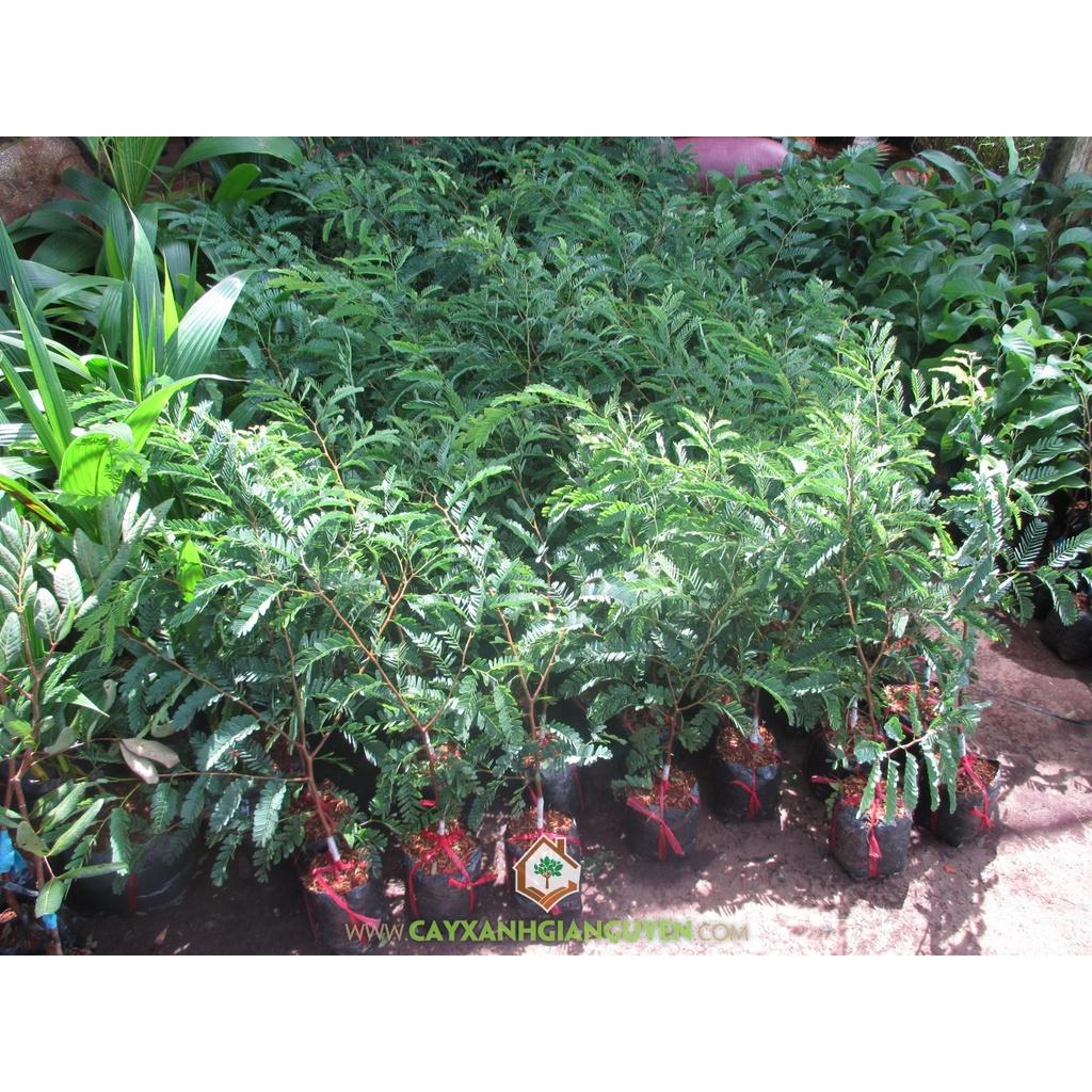 Cây Me Thái giống .