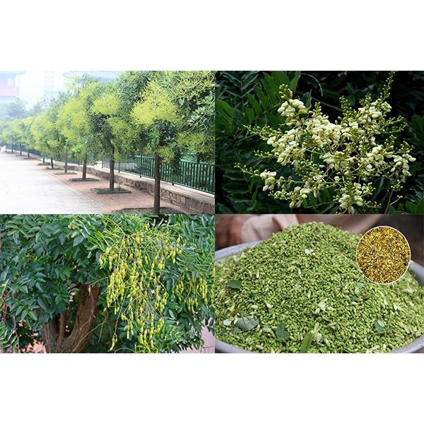 CÂY HOA HÒE nếp -cây giống nhỏ