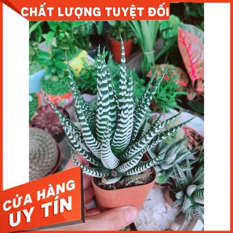 Chậu Móng Rồng Nhiều Người Mua