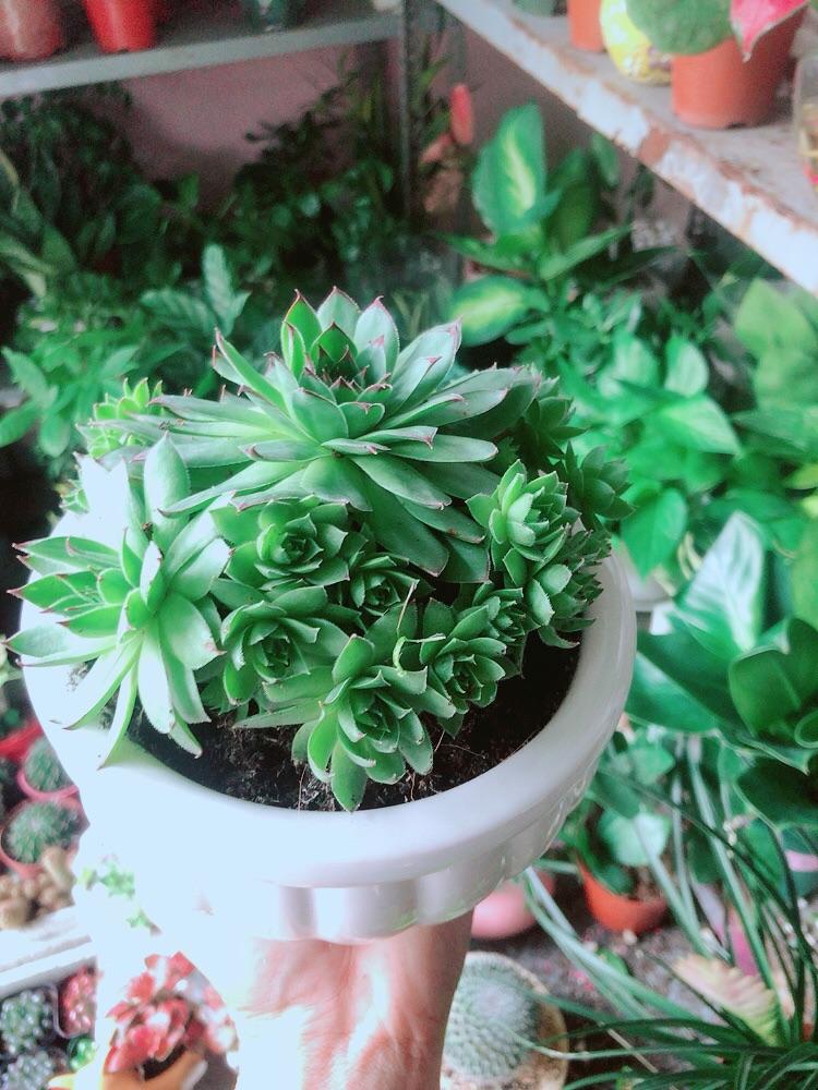 Chậu Cây Phật Bà Xanh