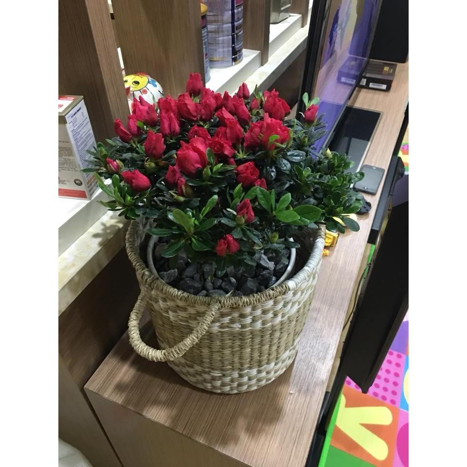 Giỏ trồng cây, đựng đồ