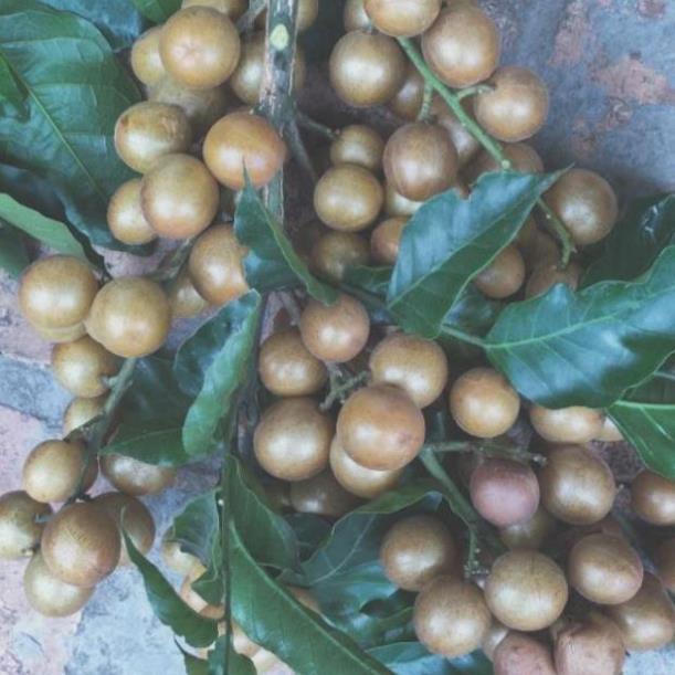 Cây giống quất hồng bì tốt cho sức khỏe