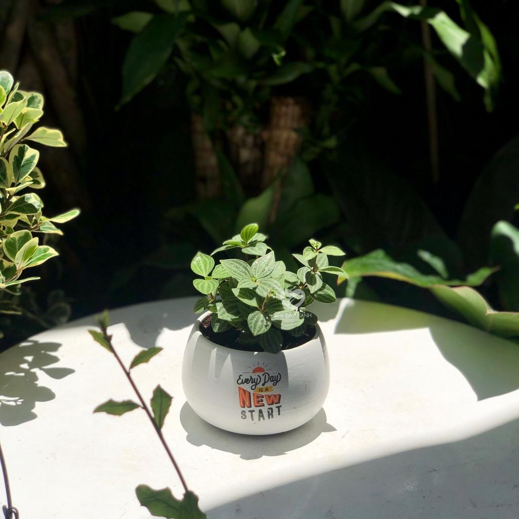 Cây Bình An  Peperomia Puteolata loại cây mang lại bình an và may mắn