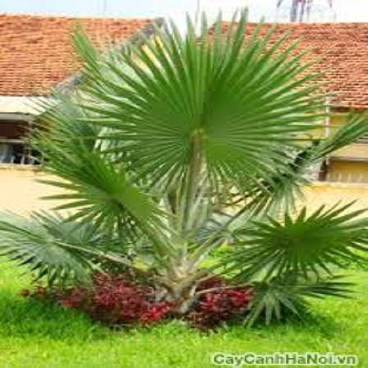 CÂY CỌ CẢNH SIÊU ĐẸP