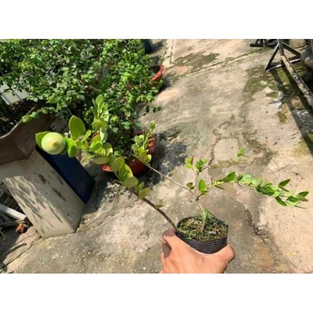 Cây siro giống Đài Loan