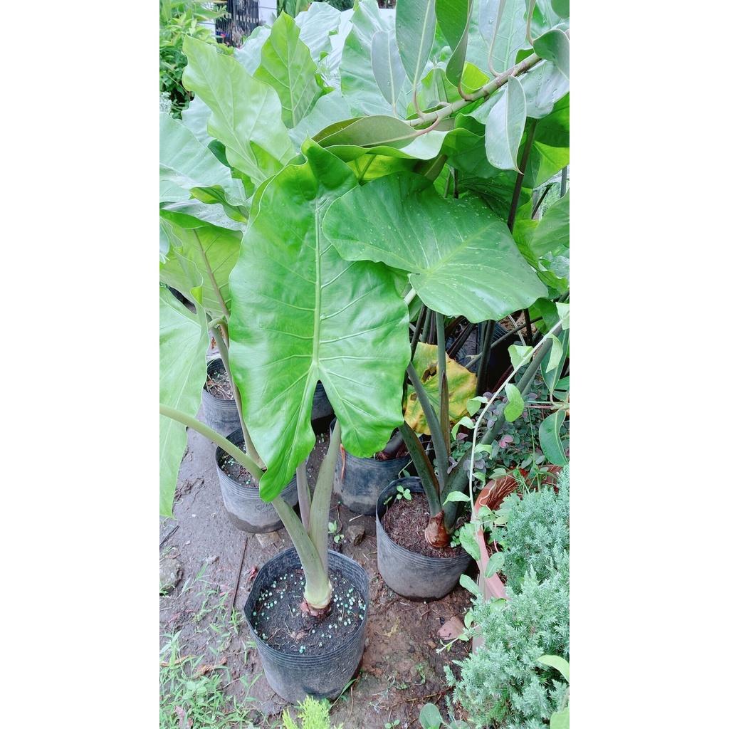 Cây Ráy Voi Hàng Lớn