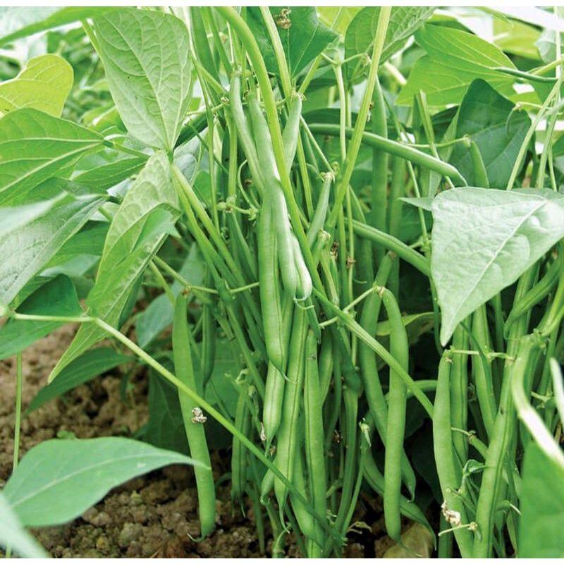 500g Phân bón nhập khẩu 20-20-15. Tan nhanh hấp thụ tốt hiệu quả cao