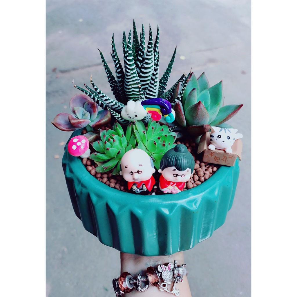 Mix tiểu cảnh sen đá 17