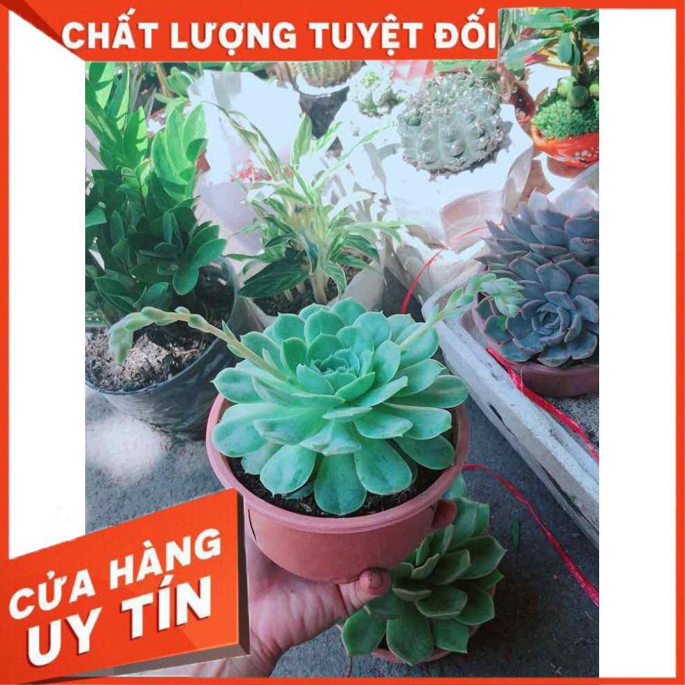 Sen Đá Xanh Nhiều Người Mua