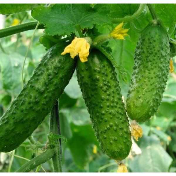 Hạt giống dưa chuột bao tử