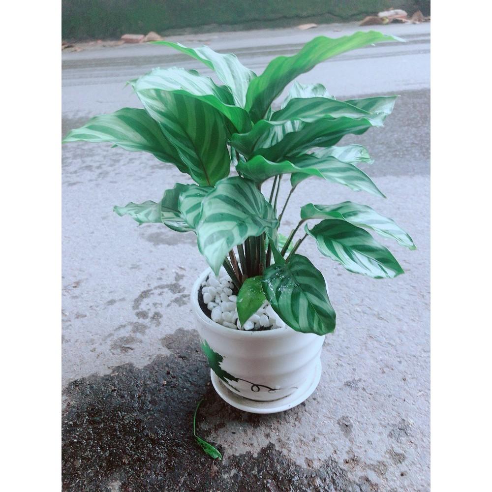 Chậu Đuôi Công Xanh