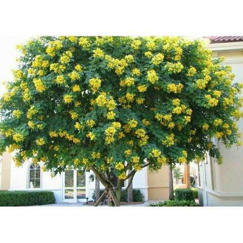 500 gram Hạt giống cây MUỒNG đen Hạt tuyển chọn, tỷ lệ nảy mầm cao). )