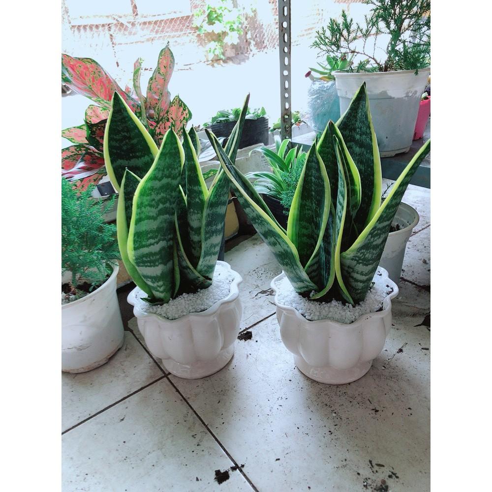 Chậu Lưỡi Hổ Để Bàn Làm Việc