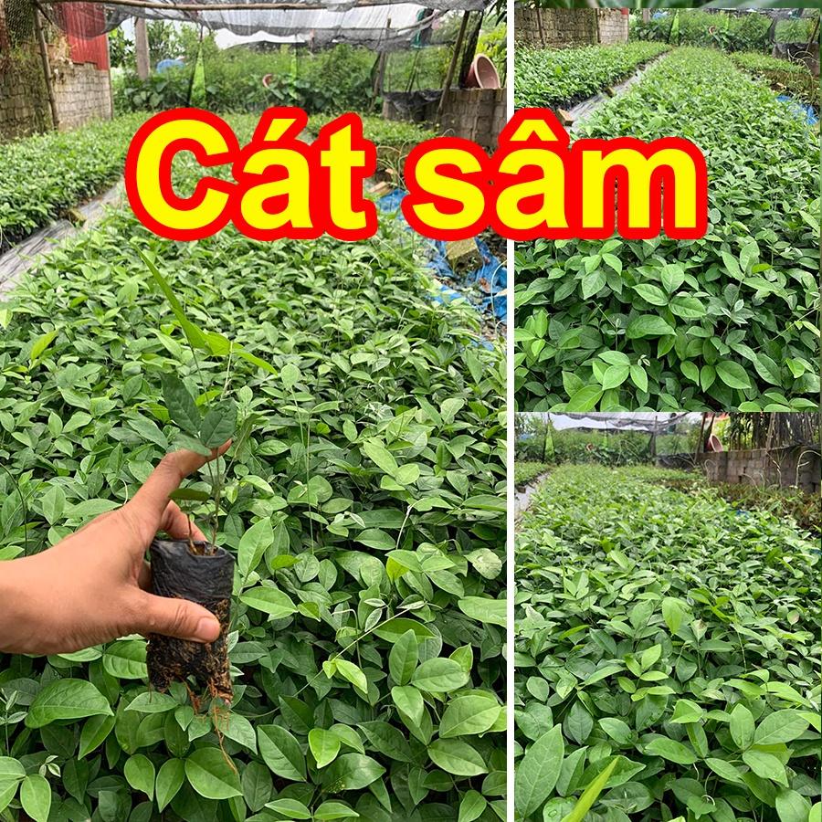 Cây giống Cát Sâm hỗ trợ đâu nhức, giải nhiệt