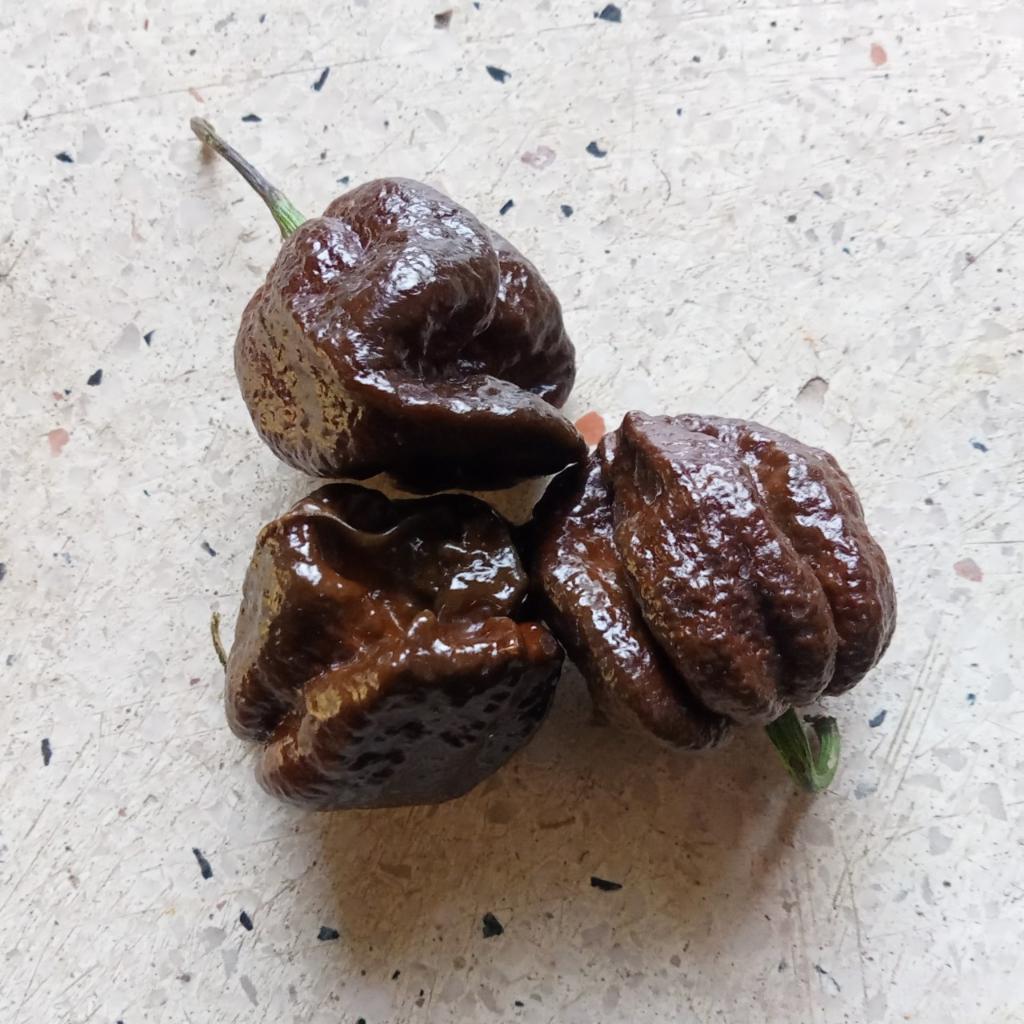 3 Hạt Ớt Big Mama Black