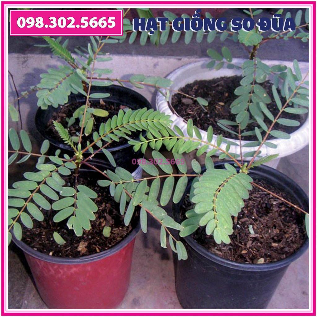 Gói 1kg Hạt giống cây so đũa tứ quý thái