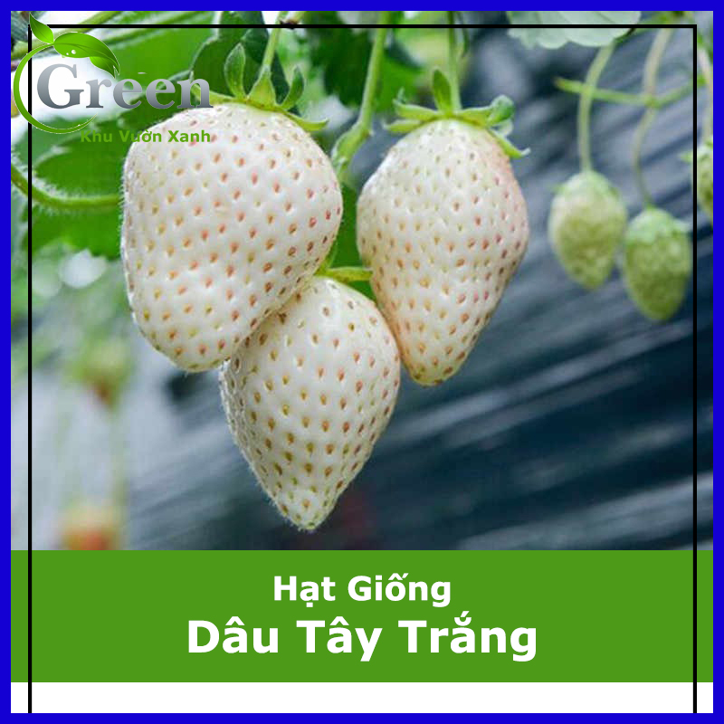 Hạt Giống Dâu Tây Trắng