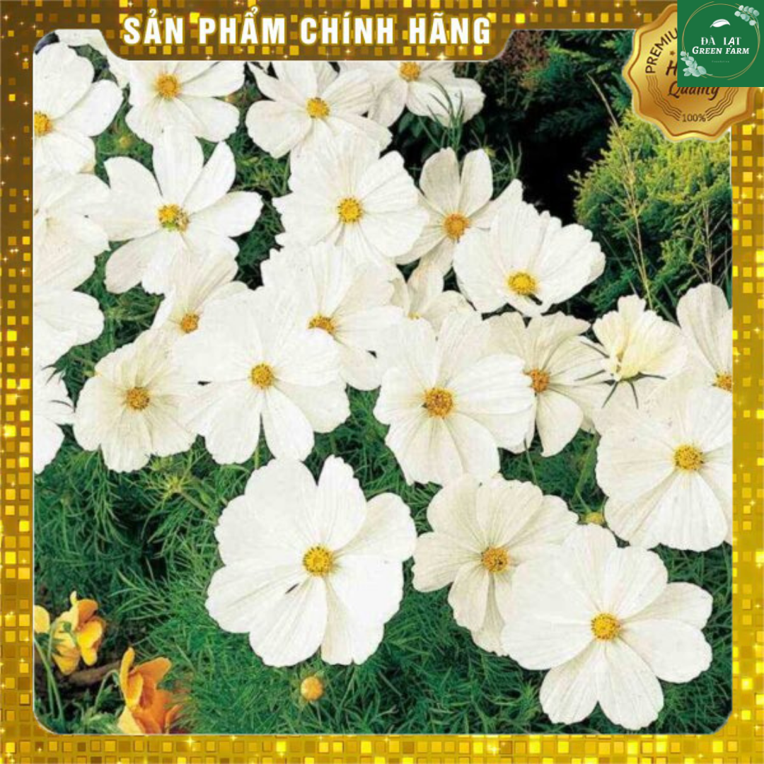50H_Hạt Giống Hoa Sao Nhái/ Cánh Bướm Trắng