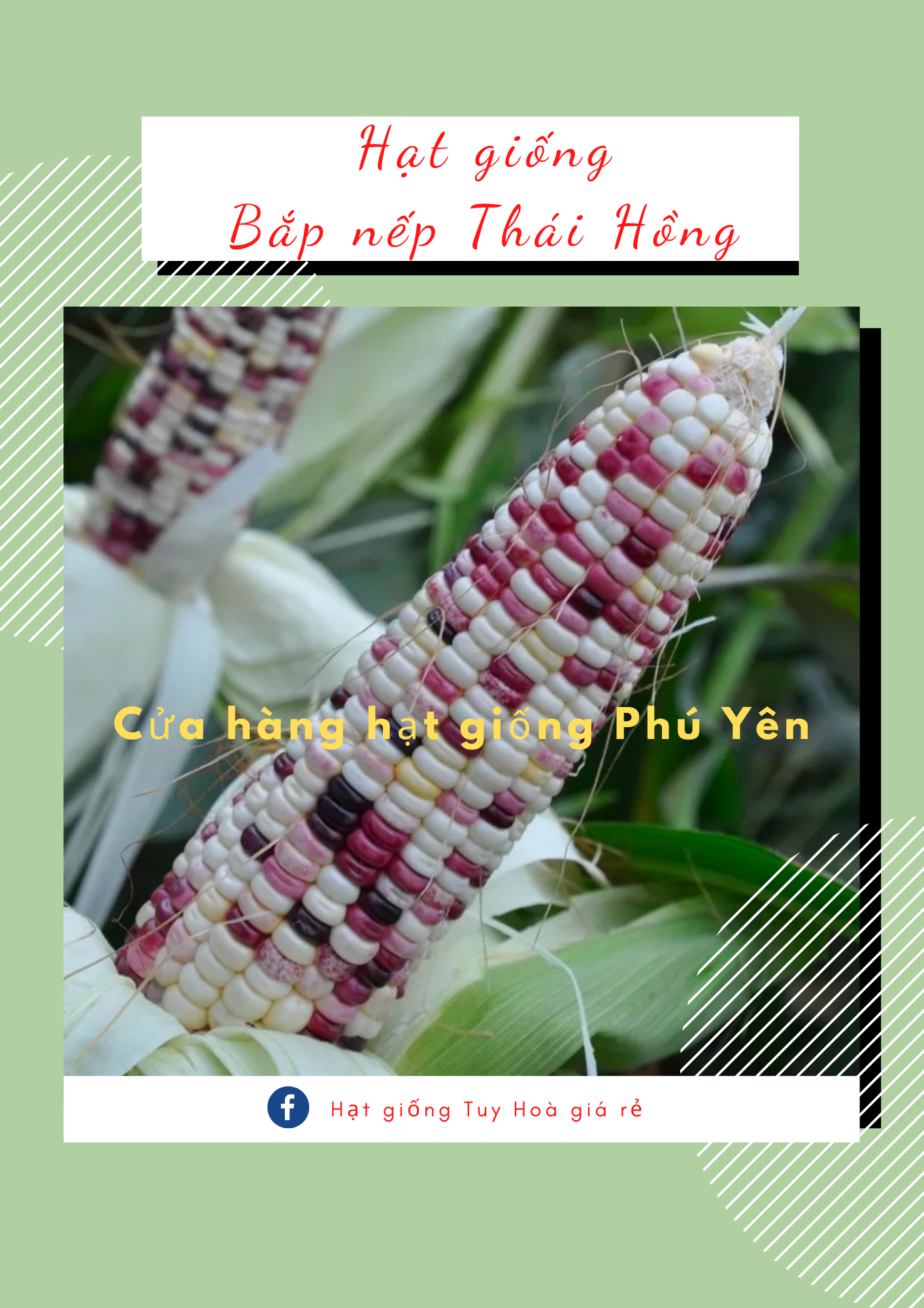 Hạt giống bắp nếp Thái Hồng gói 200 hạt dẻo ngọt