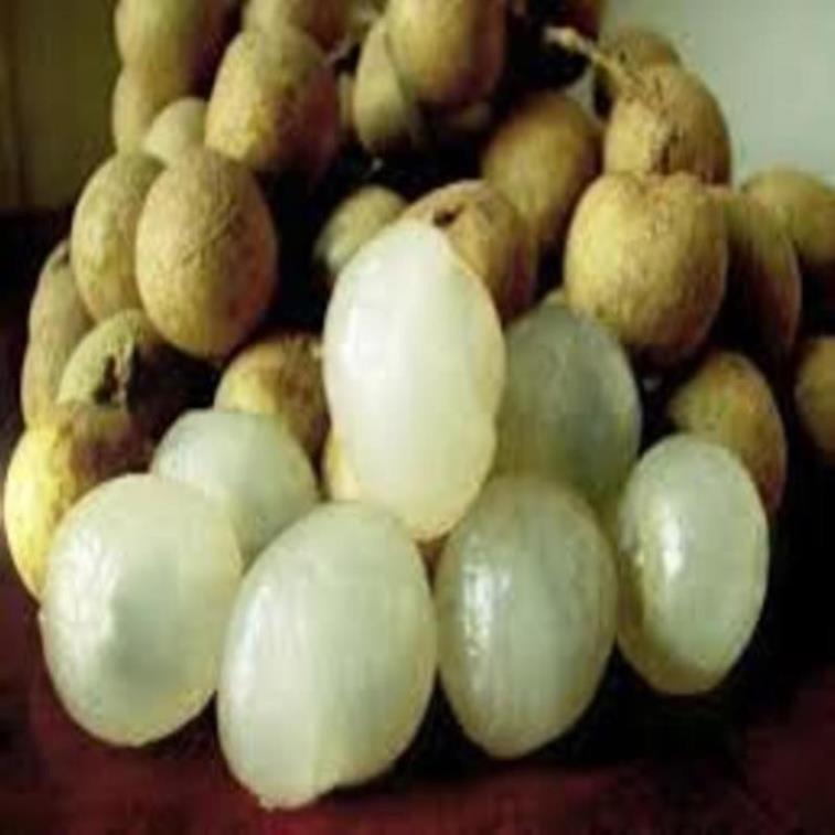 Cây giống nhãn lồng sớm cây giống chuẩn cho năng suất cao