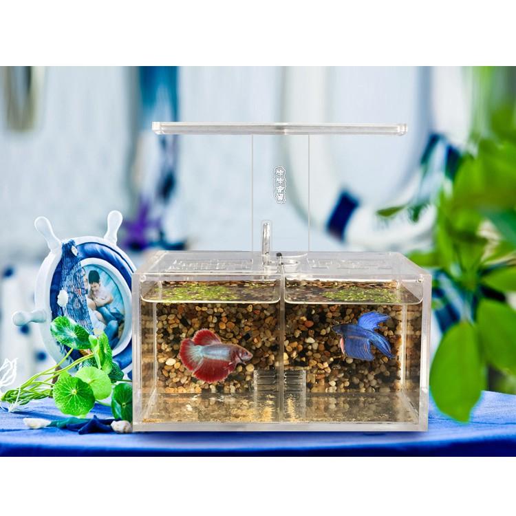 Bể cá betta 2 ngăn trong suốt