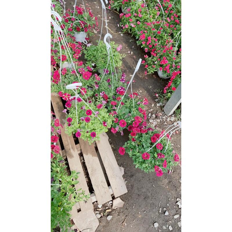 Hoa Dạ Yến Thảo