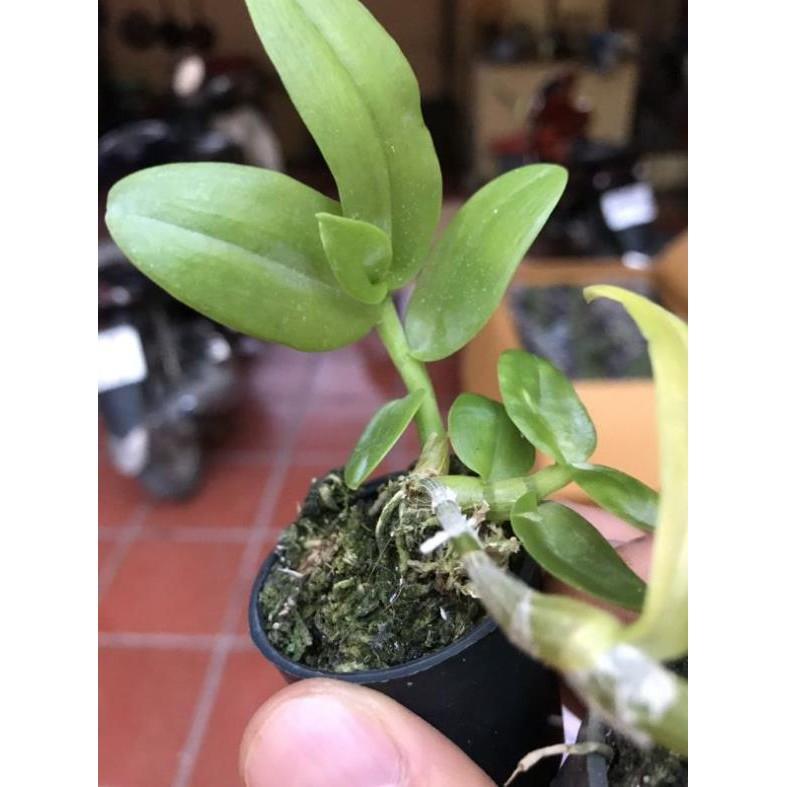 Phi điệp lai cây giống