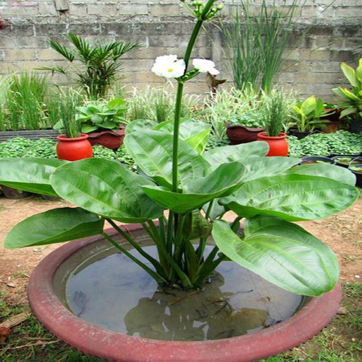 CHẬU CÂY BÁCH THỦY TIÊN
