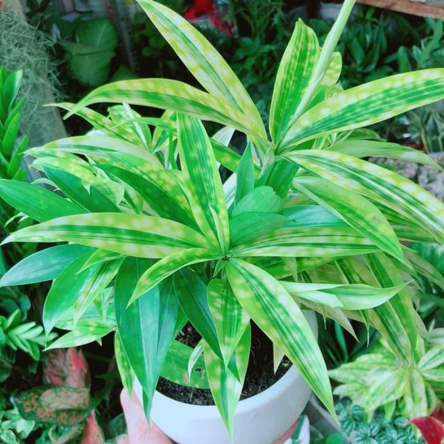 Chậu Cây Trúc Nữ Hoàng