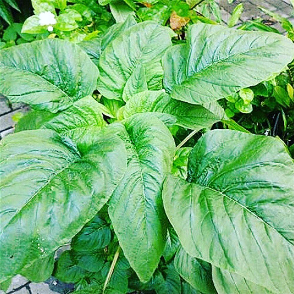 Hạt Giống Dền Xanh Cao Sản - Gói 1kg