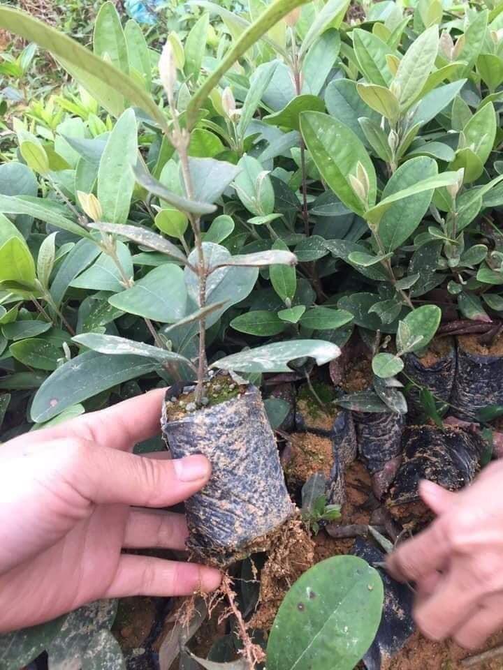 Cây giống hoa sim ăn quả cây đẹp chuẩn giống