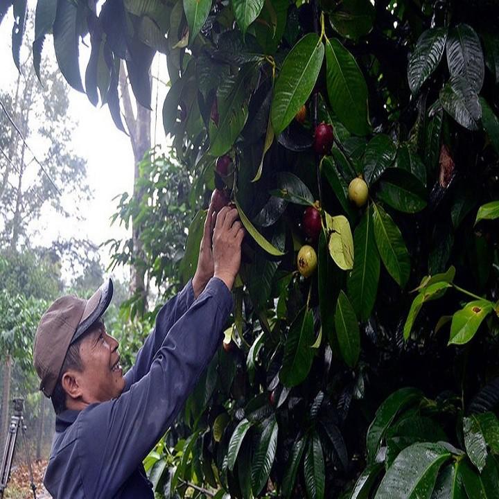 CÂY MĂNG CỤT