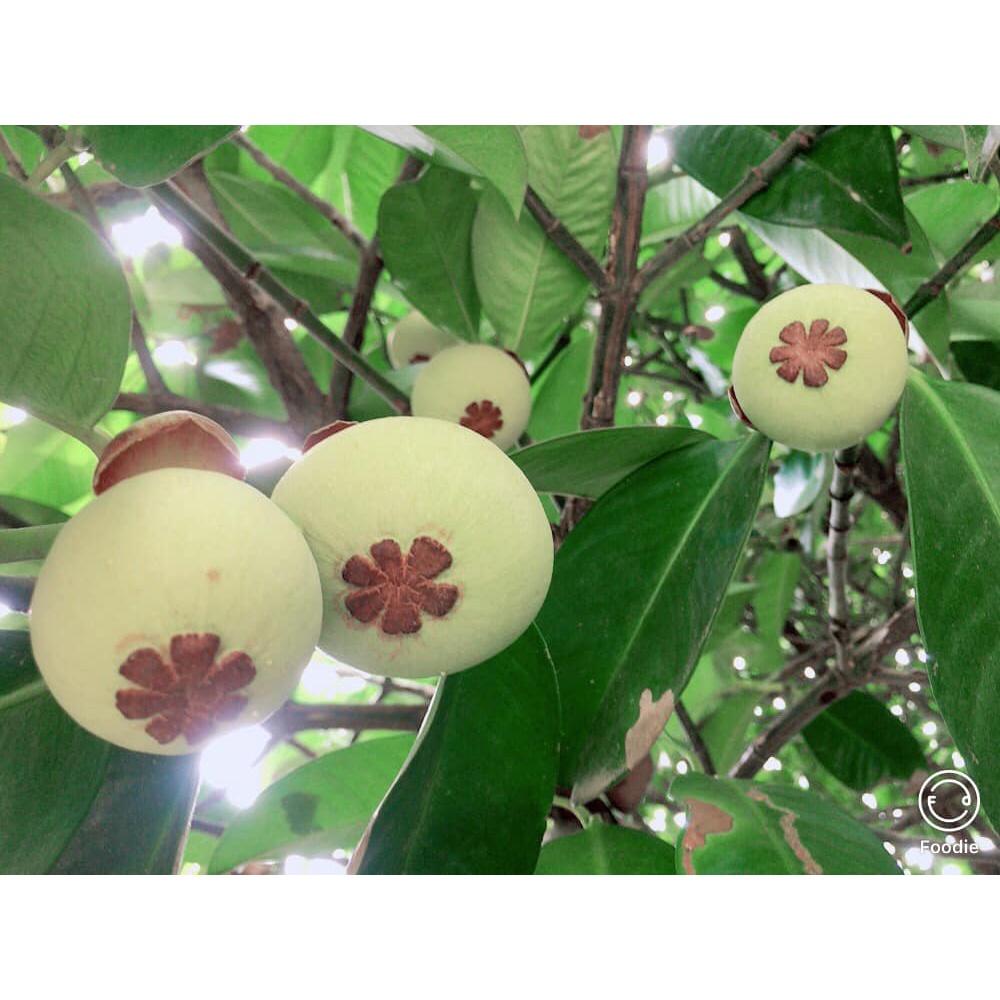 Cây giống MĂNG CỤT GHÉP BẦU TO KHỔNG LỒ