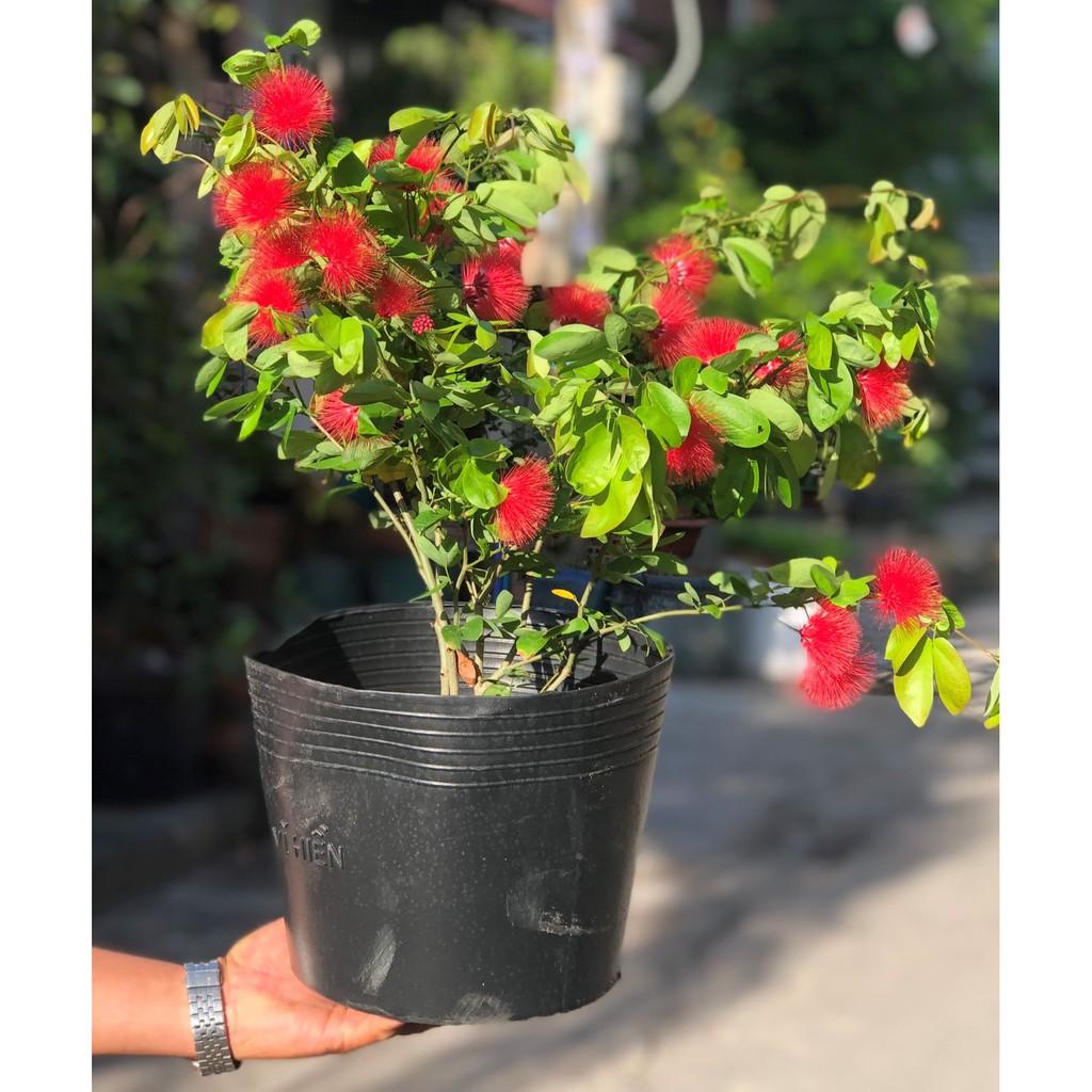 Chậu cây Điệp Lào cao 80mm-100mm