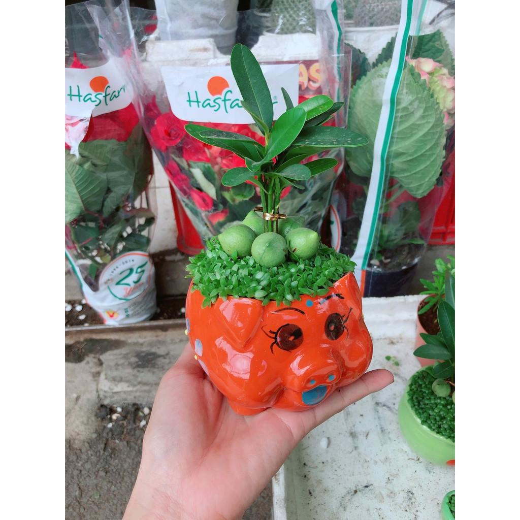 Chậu cây may mắn con heo Bán Chạy